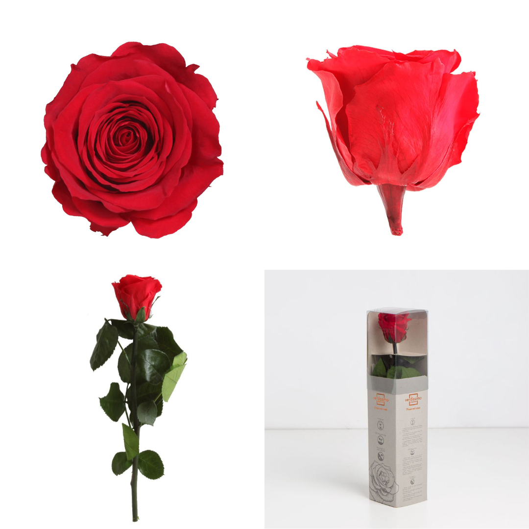 Red Infinity Rose Long Stem