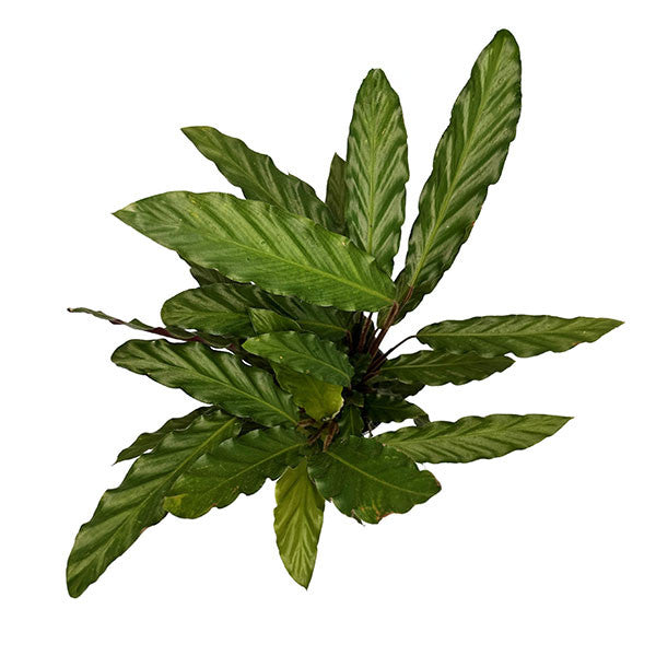 Calathea Elgergrass