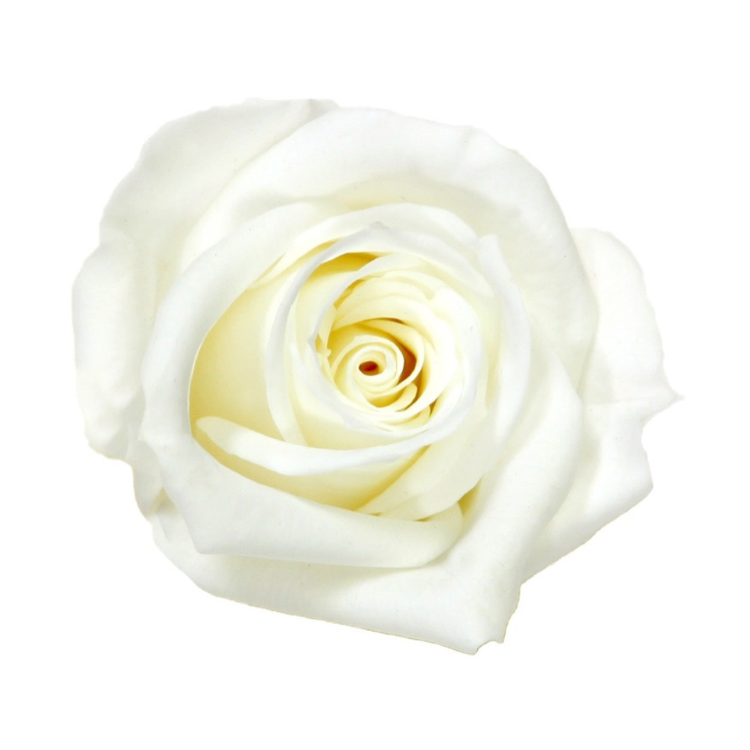 White Infinity Rose Short Stem